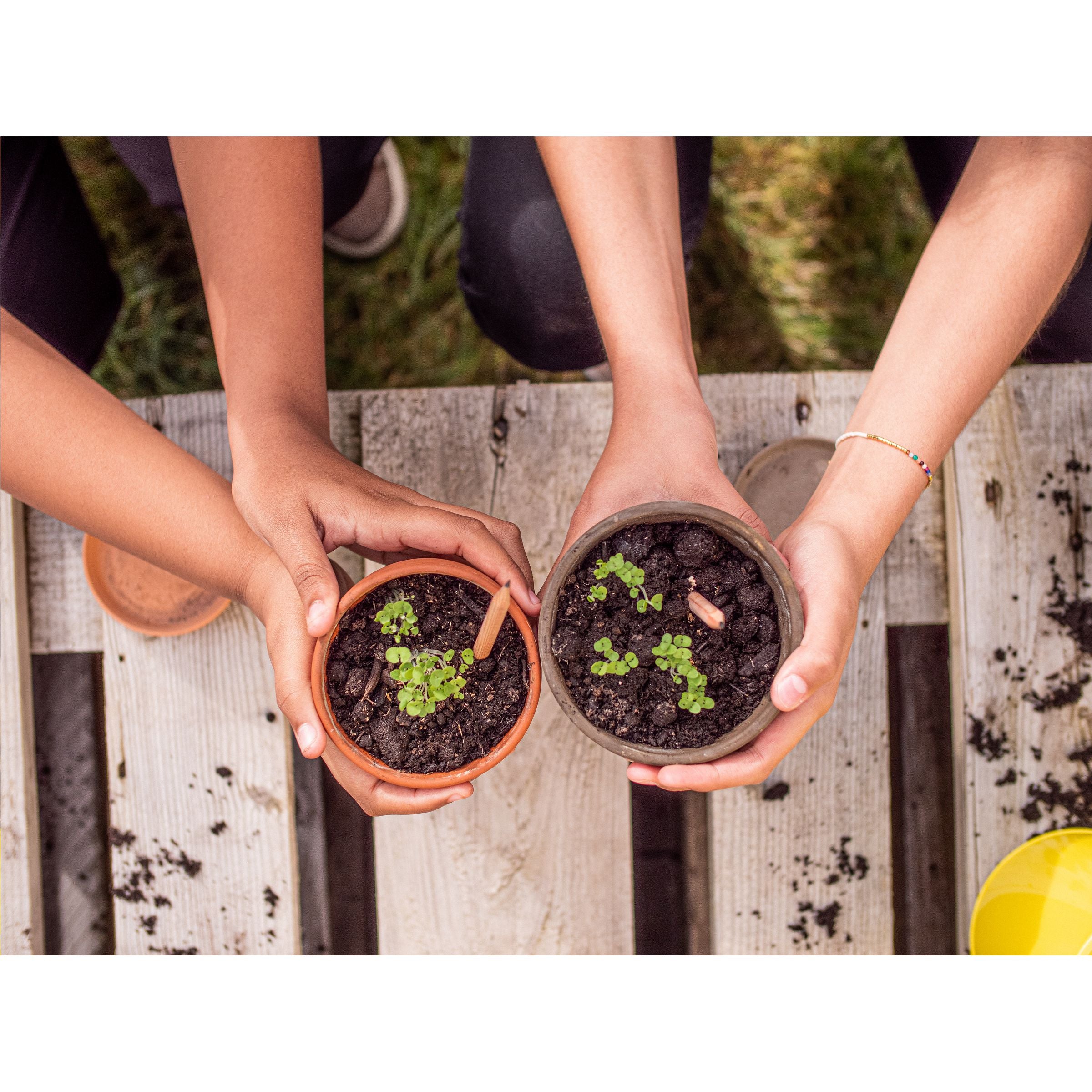 Sproutworld Unsharpened Pencil Bleisstift ungespitzt - Daisy - Galerieansicht 6