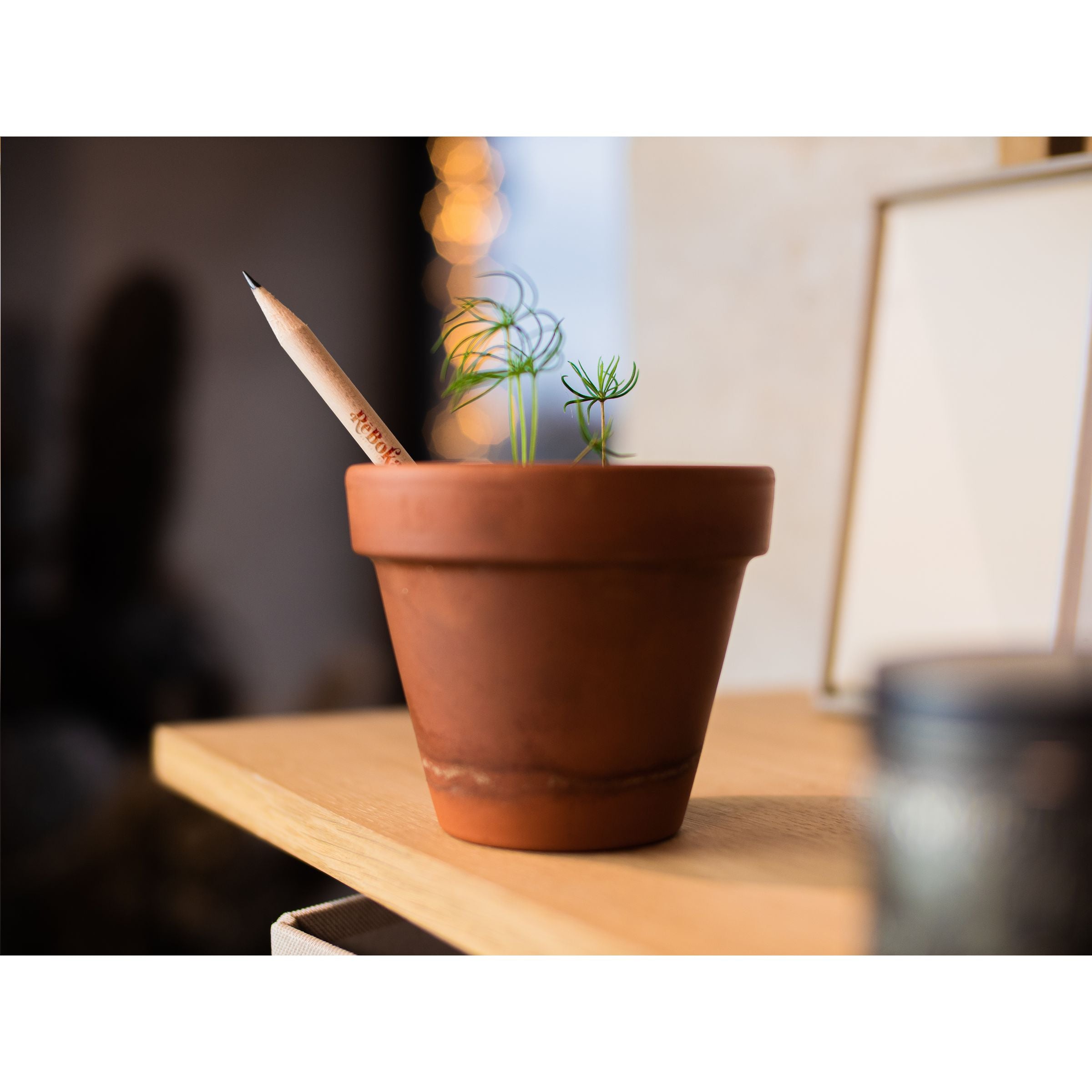 Sproutworld Unsharpened Pencil Bleisstift ungespitzt - Daisy - Galerieansicht 7