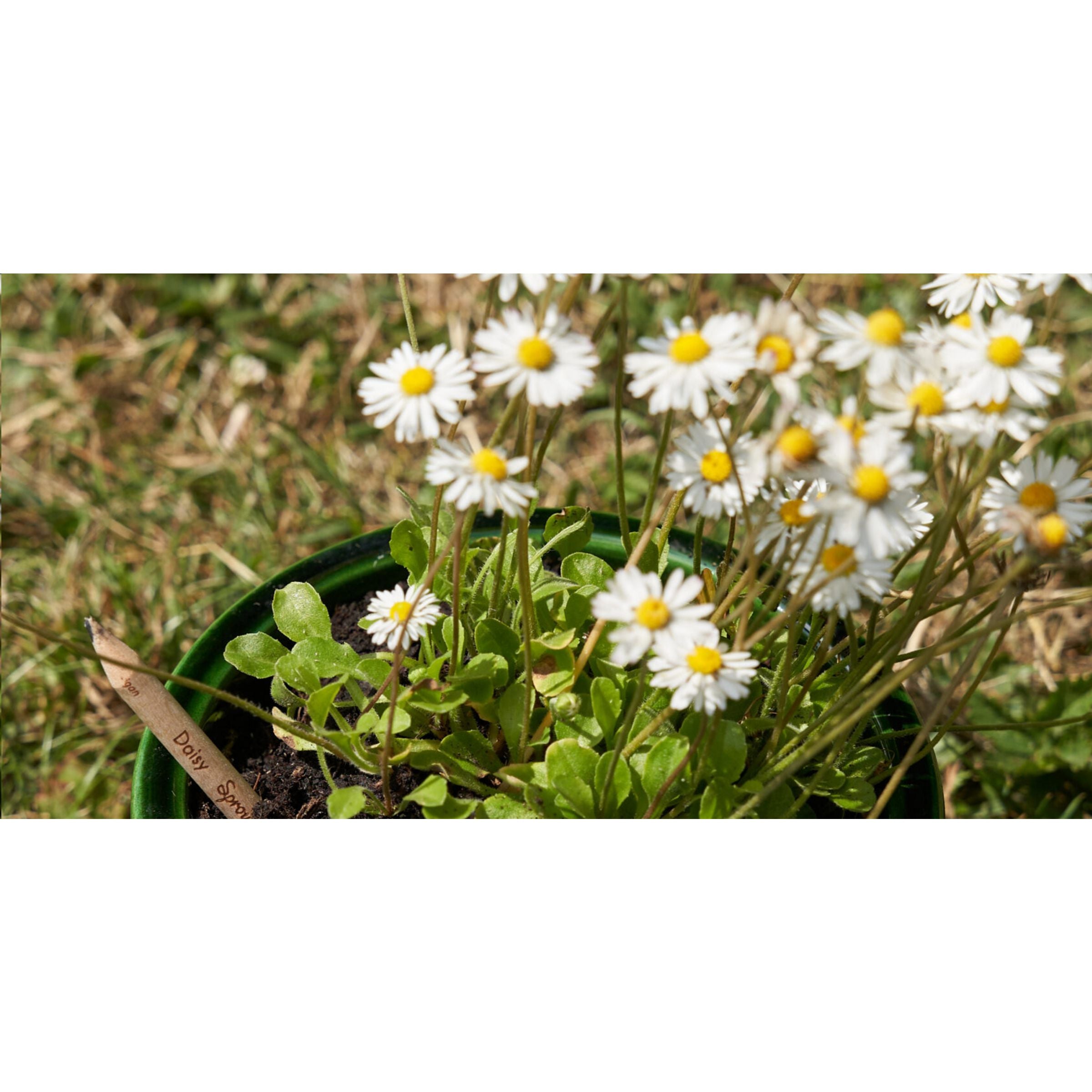 Sproutworld Unsharpened Pencil Bleisstift ungespitzt - Daisy - Galerieansicht 5