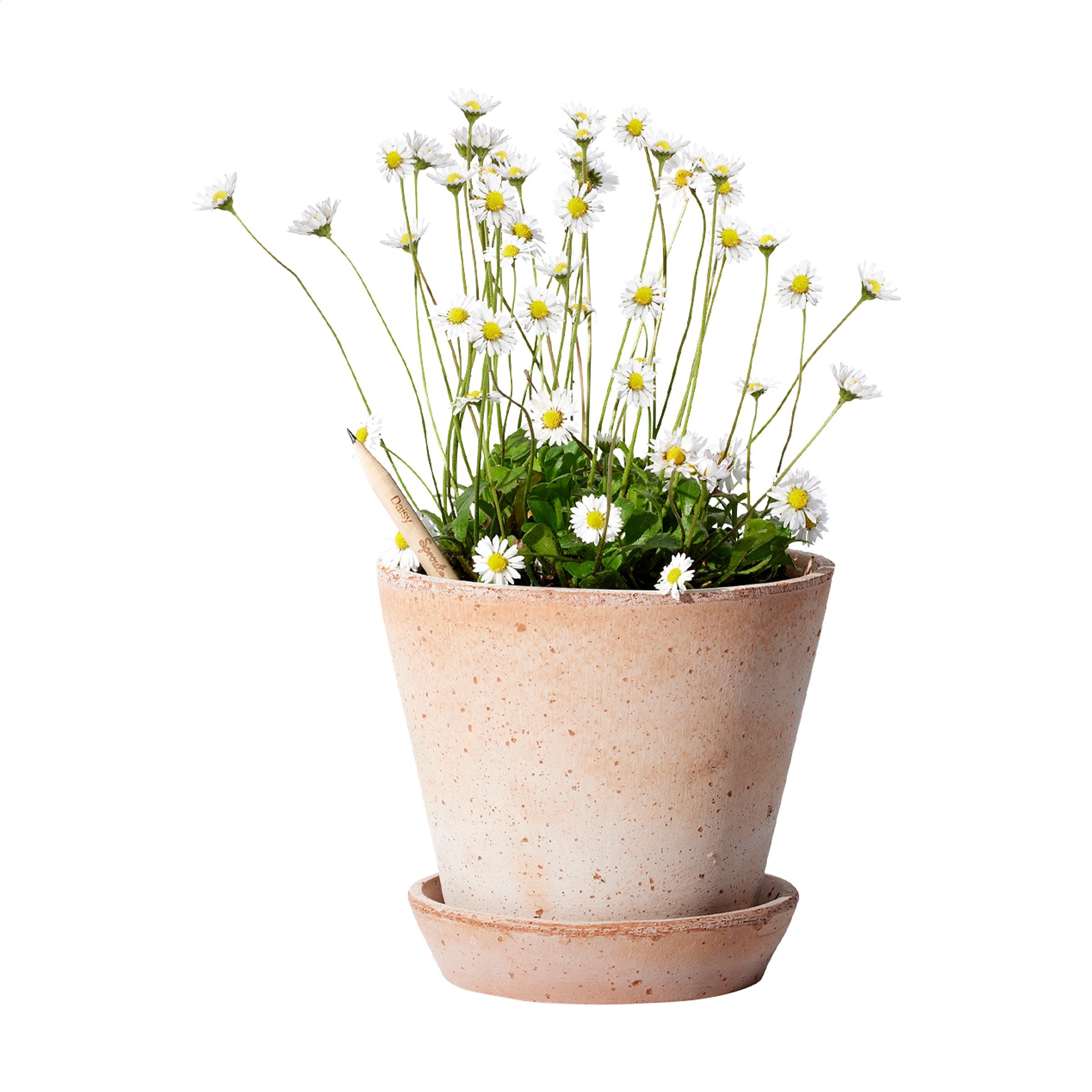 Sproutworld Unsharpened Pencil Bleisstift ungespitzt - Daisy - Galerieansicht 2