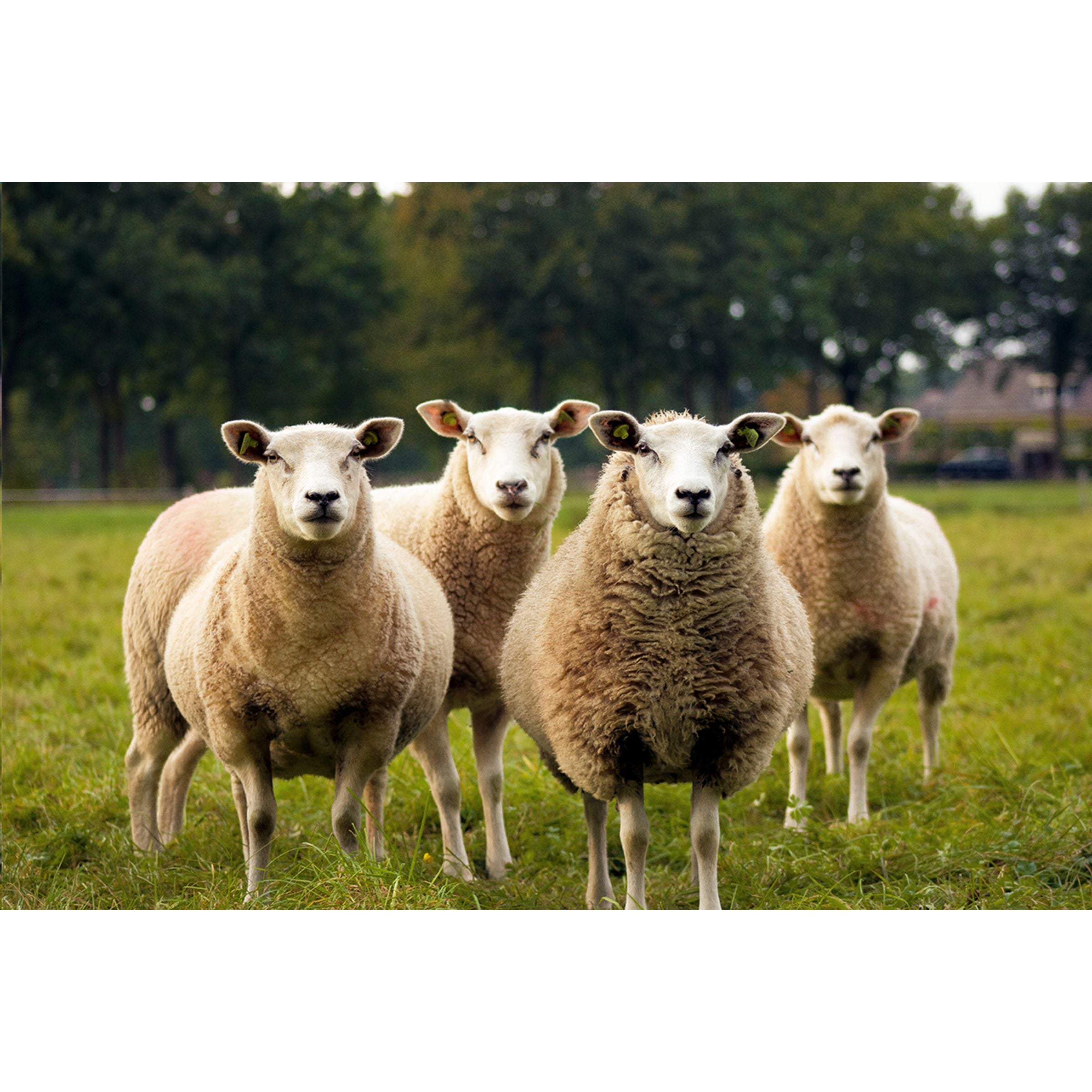 KYWIE Wine Cooler Suede Weinkühler - Camel - Galerieansicht 8