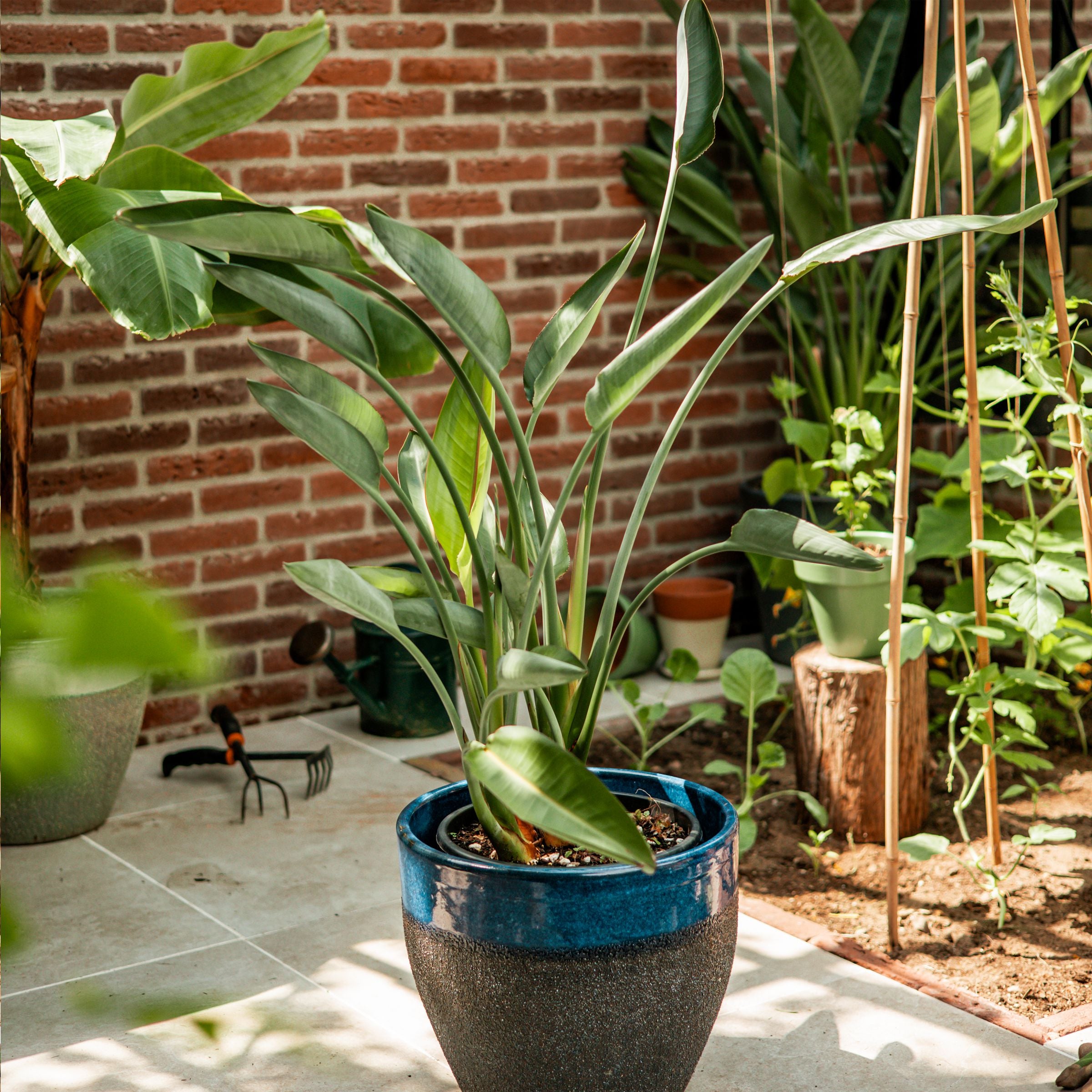 Treemore Briefkastenbäume Paradiesvogelpflanze - Strelitzia