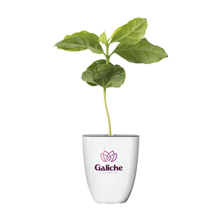 Treemore Briefkastenbäume Kaffeebaum - Kaffee