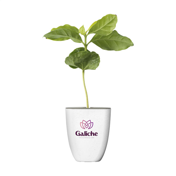 Treemore Briefkastenbäume Kaffeebaum - Kaffee