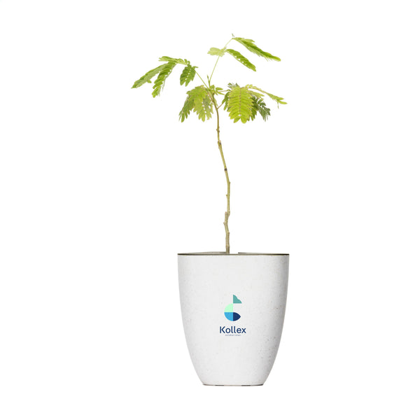 Treemore Briefkastenbäume Persischer Schlafbaum - Persischer Seidenbaum
