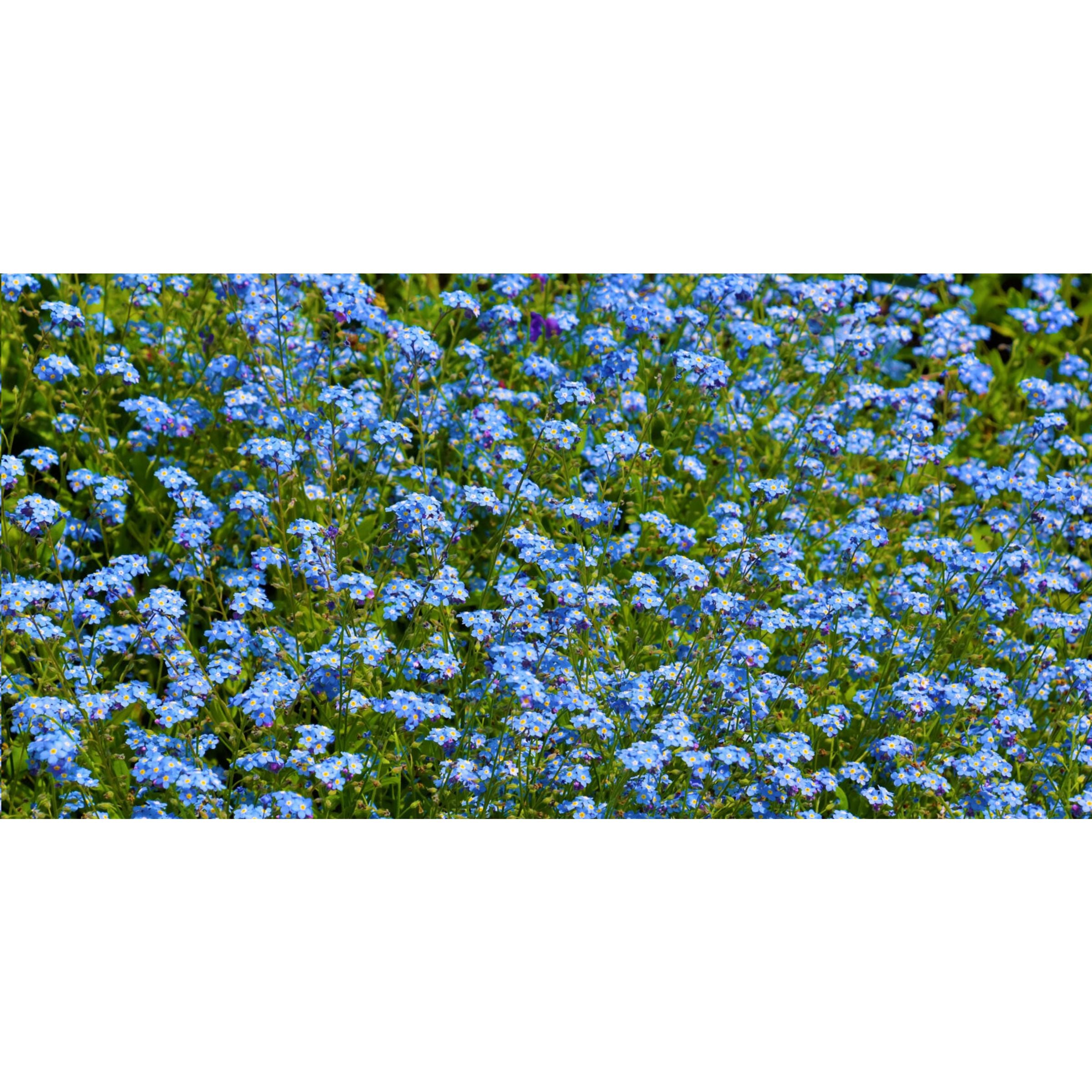 Sproutworld Sharpened Pencil Bleistifte angespitzt - Forget Me Not