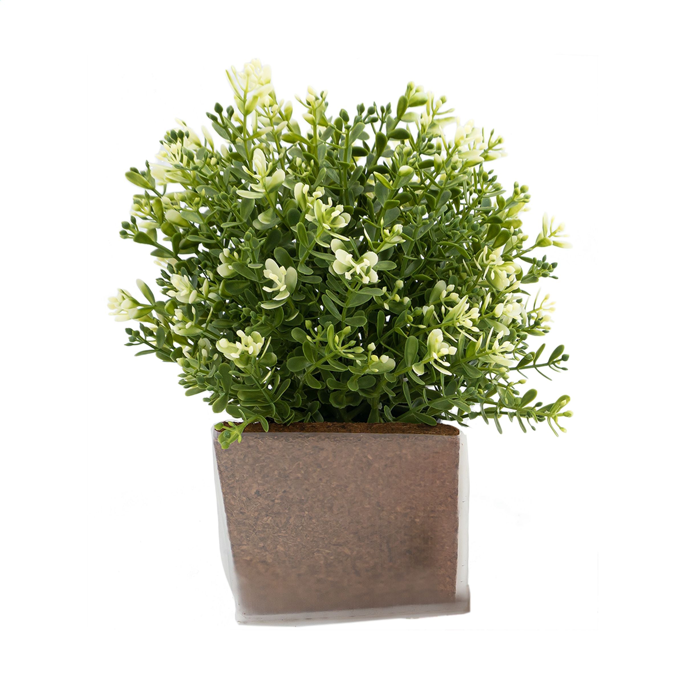 Green Seed Bags Blumensamen - Daisy - Galerieansicht 2